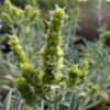 Sideritis scardica avec ses fleurs jaunes en épi, et feuillage gris, duveteux
