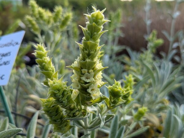 Sideritis scardica avec ses fleurs jaunes en épi, et feuillage gris, duveteux