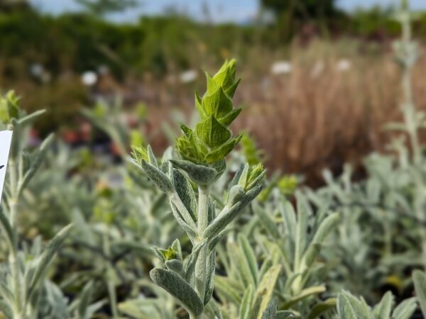 Plante de Thé des bergers du Mont Olympe, avec ses fleurs jaunes en épi, au dessus du feuillage gris, duveteux