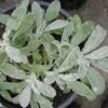 Les feuilles duveteuses de couleur gris argenté de Sideritis syriaca