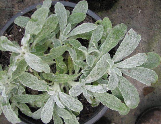 Les feuilles duveteuses de couleur gris argenté de Sideritis syriaca