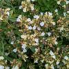 Fleurs blanches sur têtes sphériques au dessus du feuillage vert de gris du Teucrium montanum