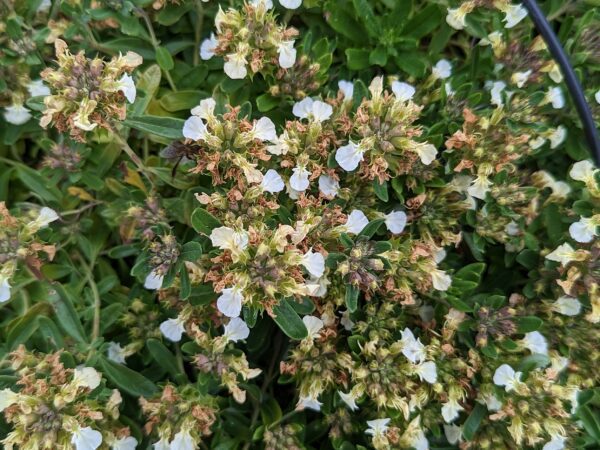 Fleurs blanches sur têtes sphériques au dessus du feuillage vert de gris du Teucrium montanum