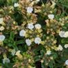 Fleurs blanches sur têtes sphériques au dessus du feuillage vert de gris de la Germandrée des Montagnes
