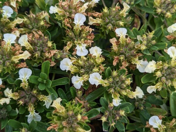 Fleurs blanches sur têtes sphériques au dessus du feuillage vert de gris de la Germandrée des Montagnes