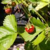 fruit du vrai fraise des bois, fragaria vesca, sur une plante