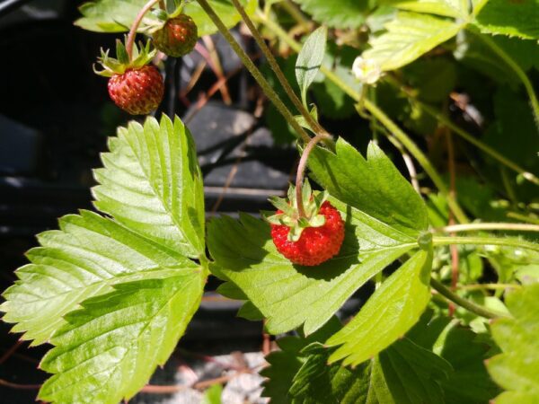 fruit du vrai fraise des bois, fragaria vesca, sur une plante