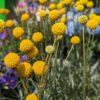 Massif de Craspedia globosa en fleur