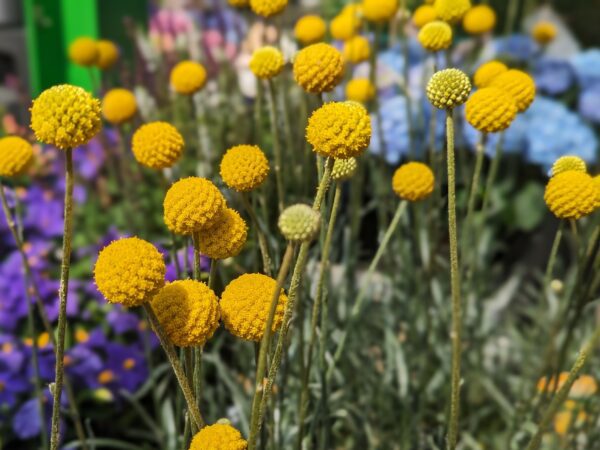Massif de Craspedia globosa en fleur