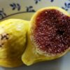 ficus carica plaisance en forme de poire