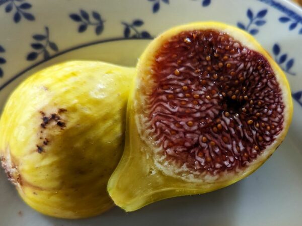 ficus carica plaisance en forme de poire