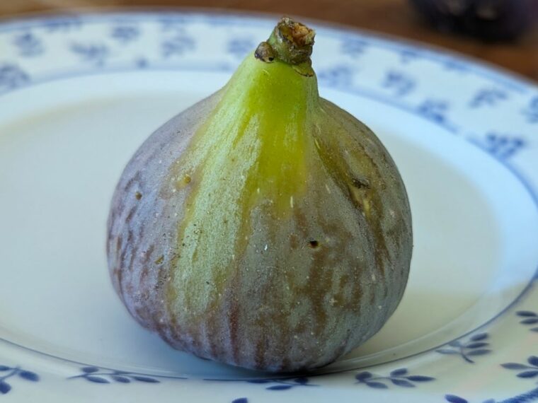 ficus-carica-big-leaf-jerusalem