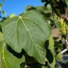 Feuille verte d'un figuier ficus carica big leaf Jerusalem