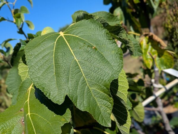 Feuille verte d'un figuier ficus carica big leaf Jerusalem