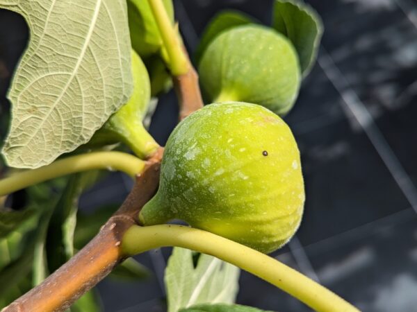 figues blanches china white sur une branche