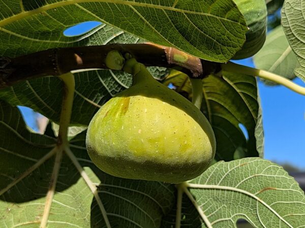figue blanche china white sur une branche
