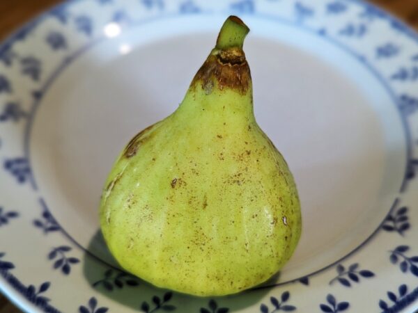 grande figue blanche sur assiette, Ficus carica China White