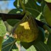 figue blanche ficus carica china white mûre sur une branche