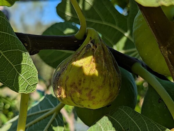 figue blanche ficus carica china white mûre sur une branche