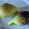 deux figues ficus carica hayoune mûres