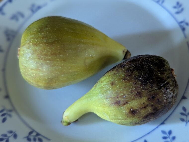 ficus-carica-hayoud-25-7-3