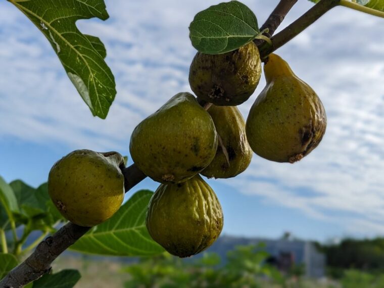 ficus-carica-hayoune