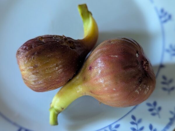 Figue fleur à cou allongé du Ficus carica Ladarok