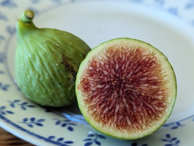 ficus-carica-xinjang-yellow-