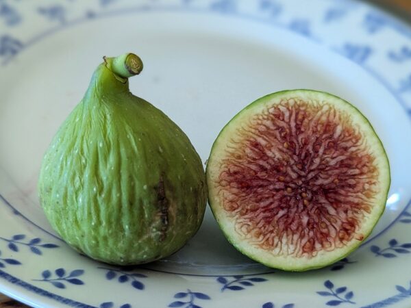 Fruit de Ficus carica Xinjang Yellow