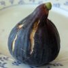 1 figue mûre d'un ficus carica zidi, figuier tunisien
