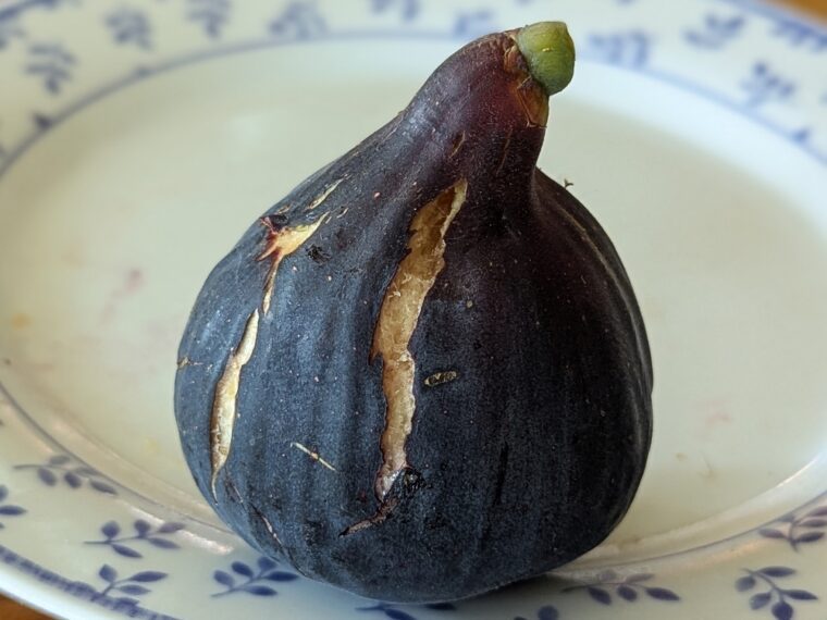 ficus-carica-zidi-25-8-20