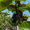Plusieurs figues d'un ficus carica zidi, figuier tunisien, sur l'arbre