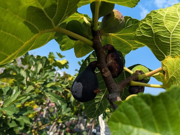 Plusieurs figues d'un ficus carica zidi, figuier tunisien, sur l'arbre