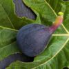Fruit bleu à longue cou du figuier zidi sur feuille trilobée