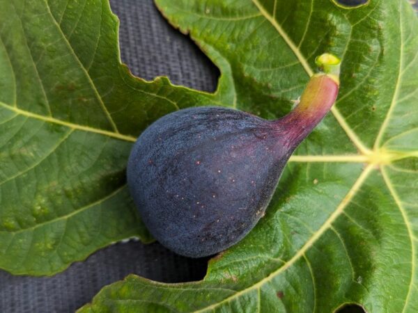 Fruit bleu à longue cou du figuier zidi sur feuille trilobée