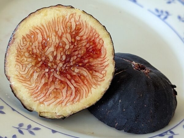 1 figue d'un ficus carica zidi, figuier tunisien, coupée en deux