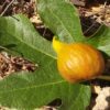 Figue fleur à cou allongé du Ficus carica Ladarok