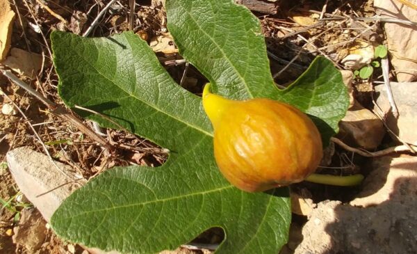 Figue fleur à cou allongé du Ficus carica Ladarok