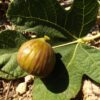 Figue fruit presque rond du Ficus carica Ladarok