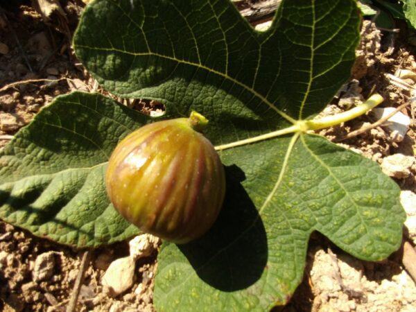 Figue fruit presque rond du Ficus carica Ladarok