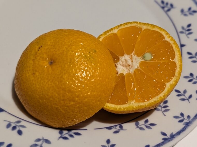 citrus-satsuma-la-early