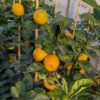Clementinequat: un subtile mélange de orange et kumquat: très bon au goût