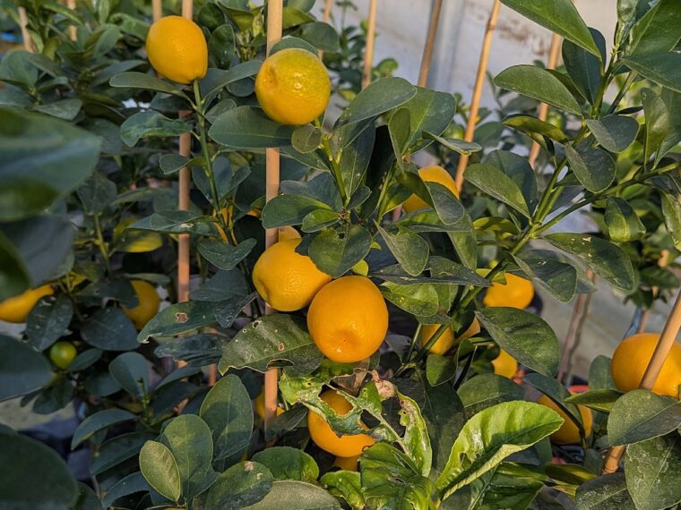 citrus-kumquat-x-clem-boata-26-1