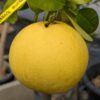 Hirado Buntan, la pamplemousse la plus rustique de notre collection