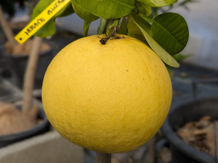 citrus-maxima-hirado-buntan-rouge-26-1