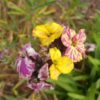 Fleur du Erysimum Orange colour vibe avec du jaune, orange et violet sur la même fleur