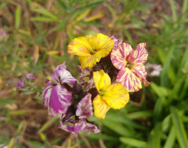 Fleur du Erysimum Orange colour vibe avec du jaune, orange et violet sur la même fleur
