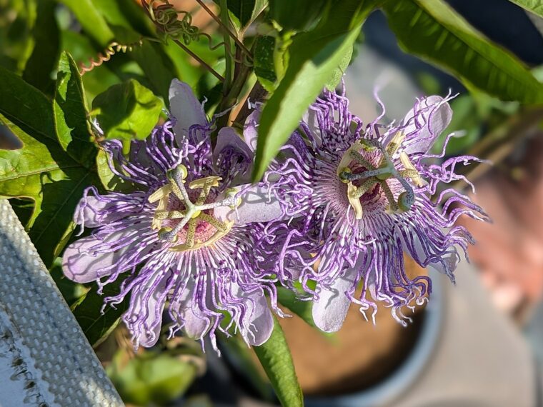 passiflor-eia-popeia-