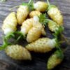 Fruits jaunes du fragaria vesca Yellow Wonder