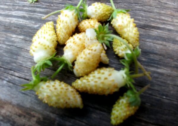 Fruits jaunes du fragaria vesca Yellow Wonder